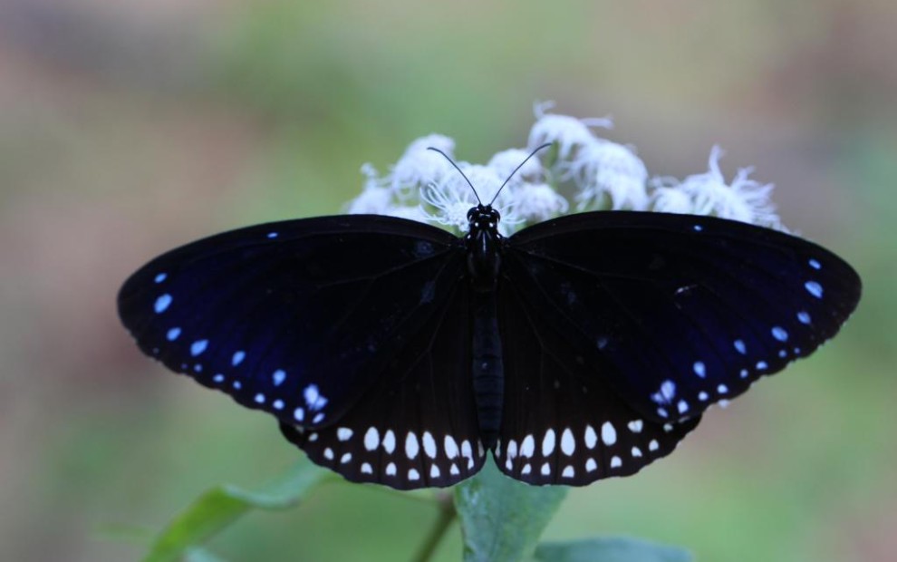 Phi Phi Butterfly